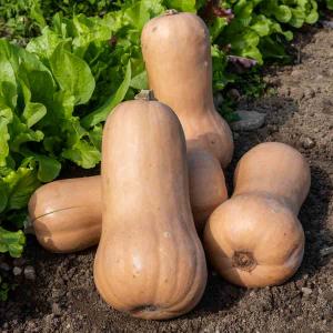 Courge Musquée Waltham Butternut - BIO